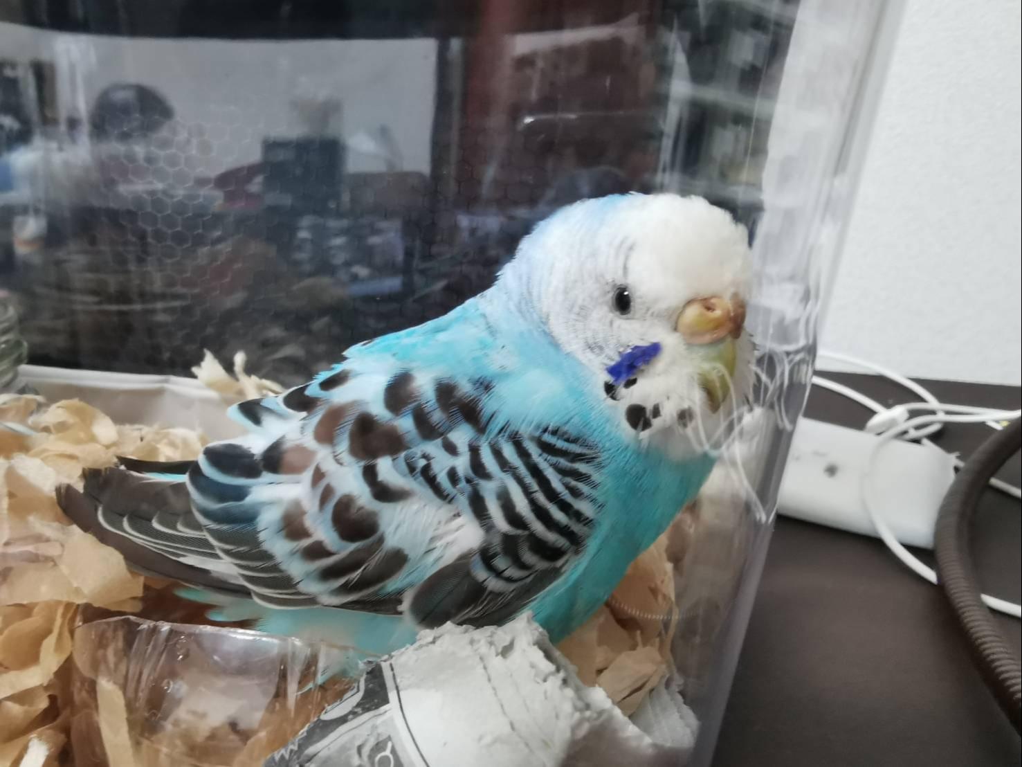 水色のセキセイインコを保護しました。