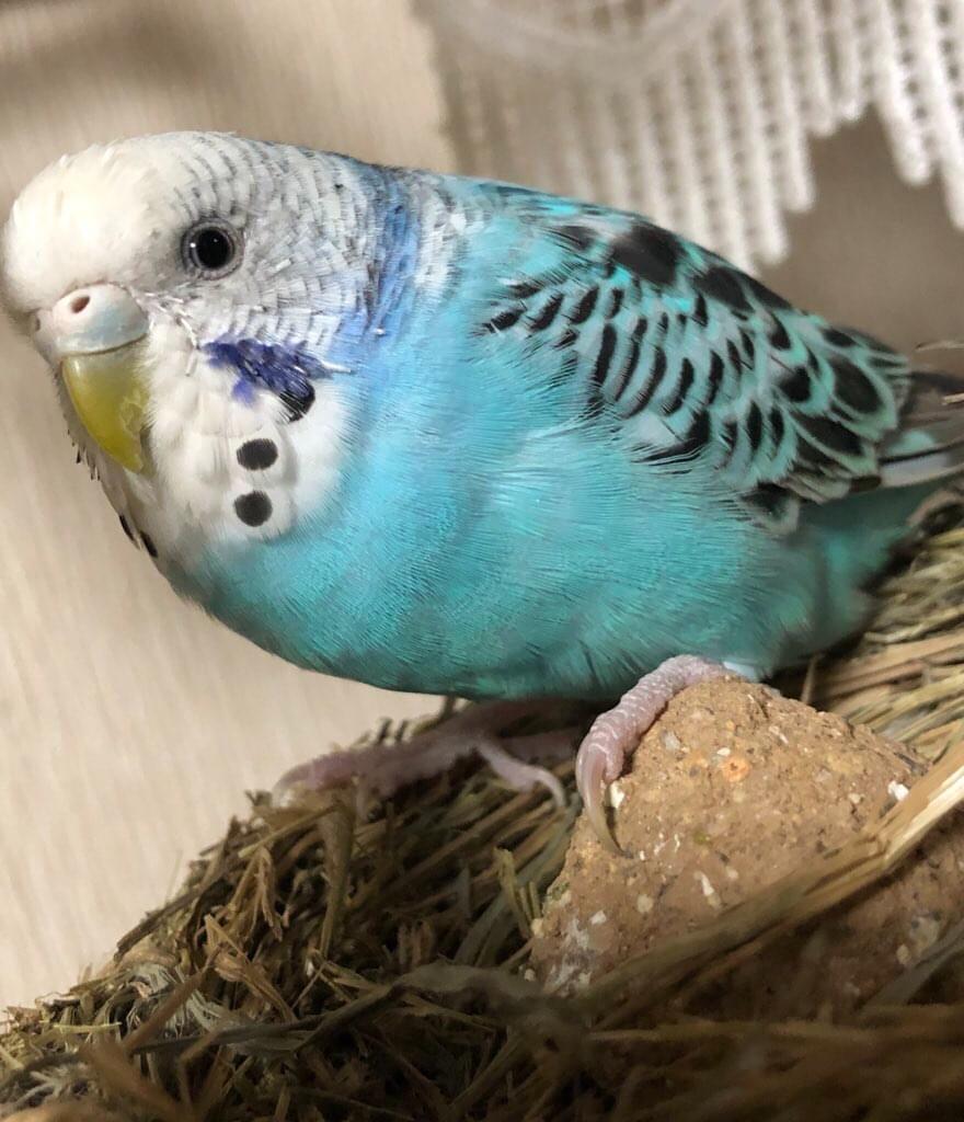 青いセキセイインコのメスを探してます、埼玉県所沢市