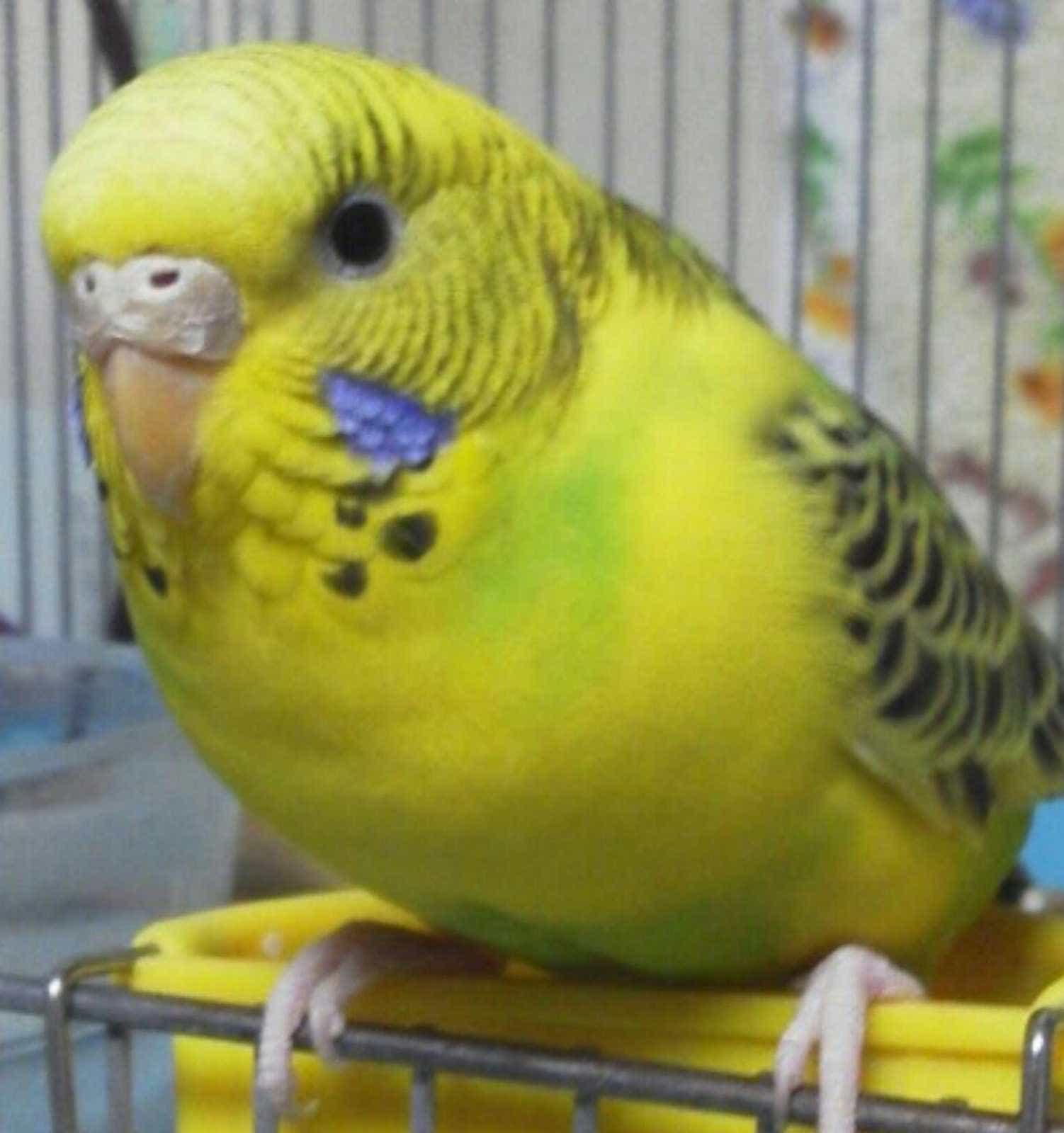 「ききたん」と呼ぶと反応するセキセイインコを探してます