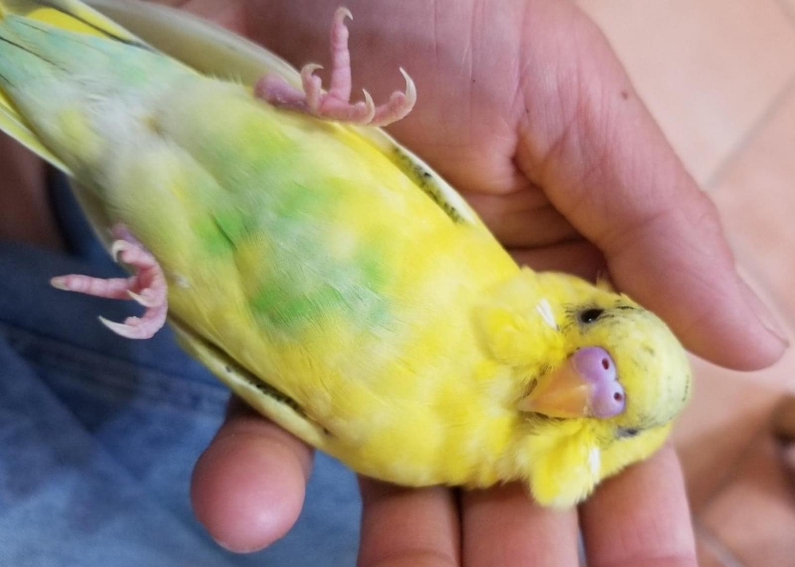 黄色のセキセイインコ(ハルクイン)
