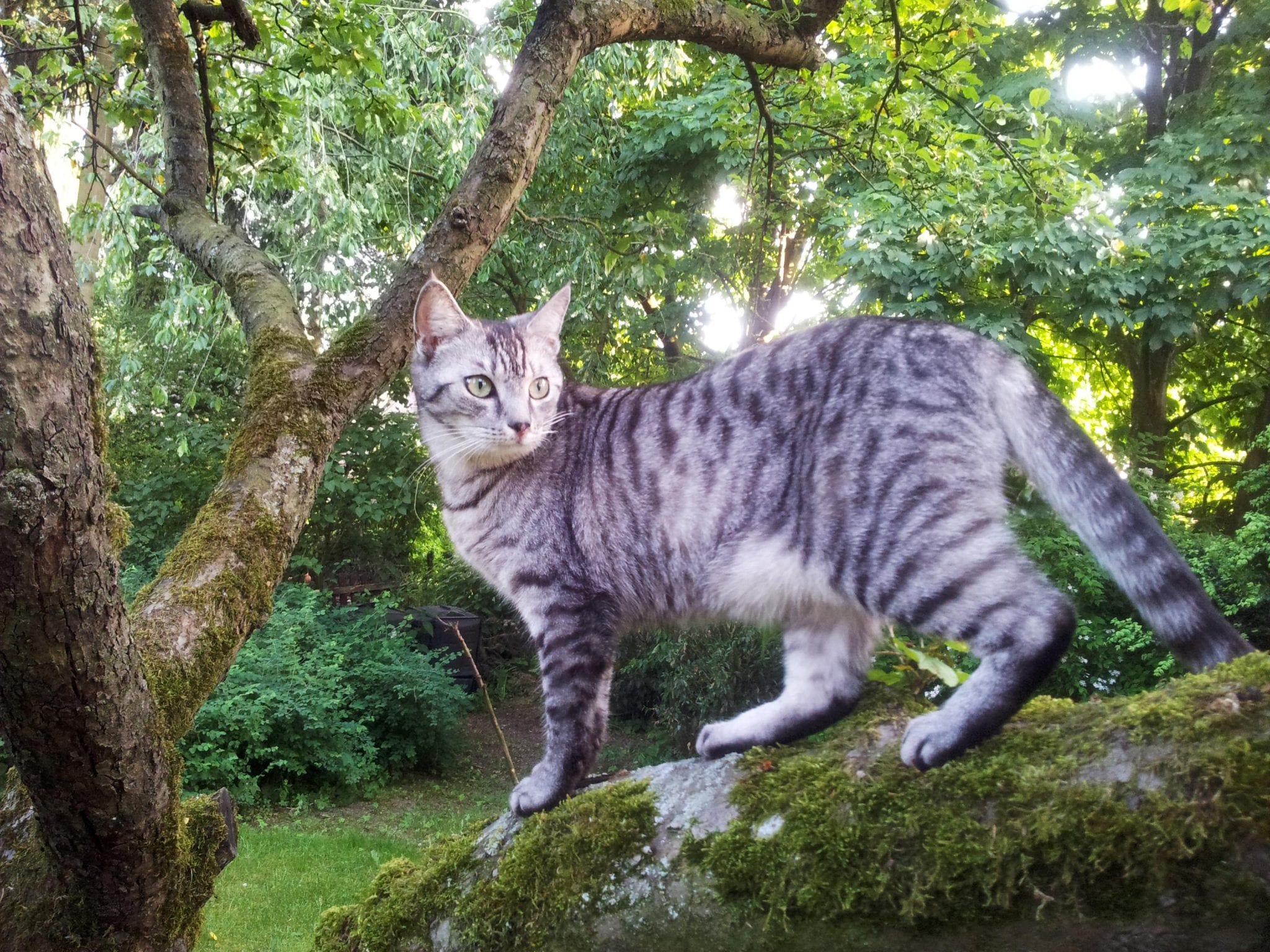 Search for Lost OutdoorAccess Cat Lost Pet Research and Recovery