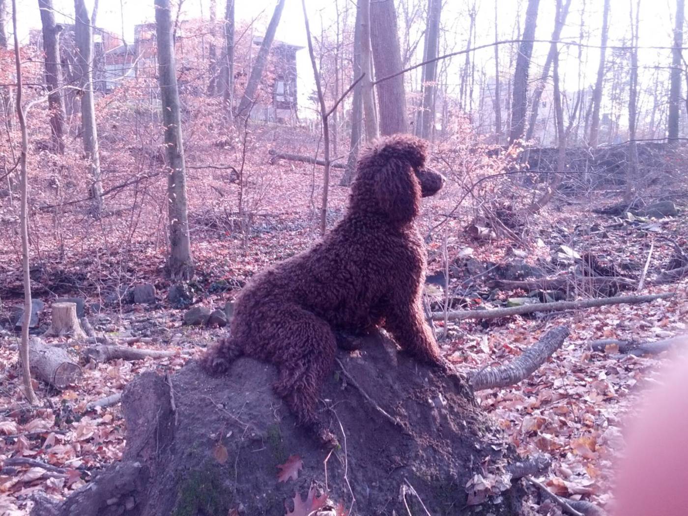 Jas from Mount Vernon Lost Pets of The Hudson Valley