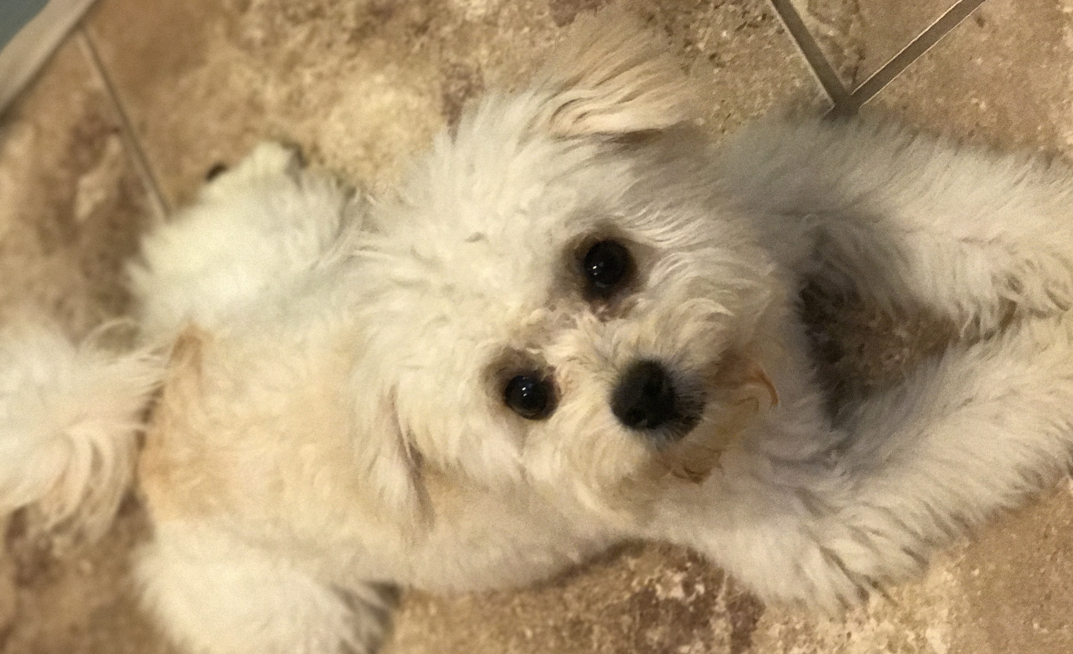 Molly1 Lost Pets of The Hudson Valley