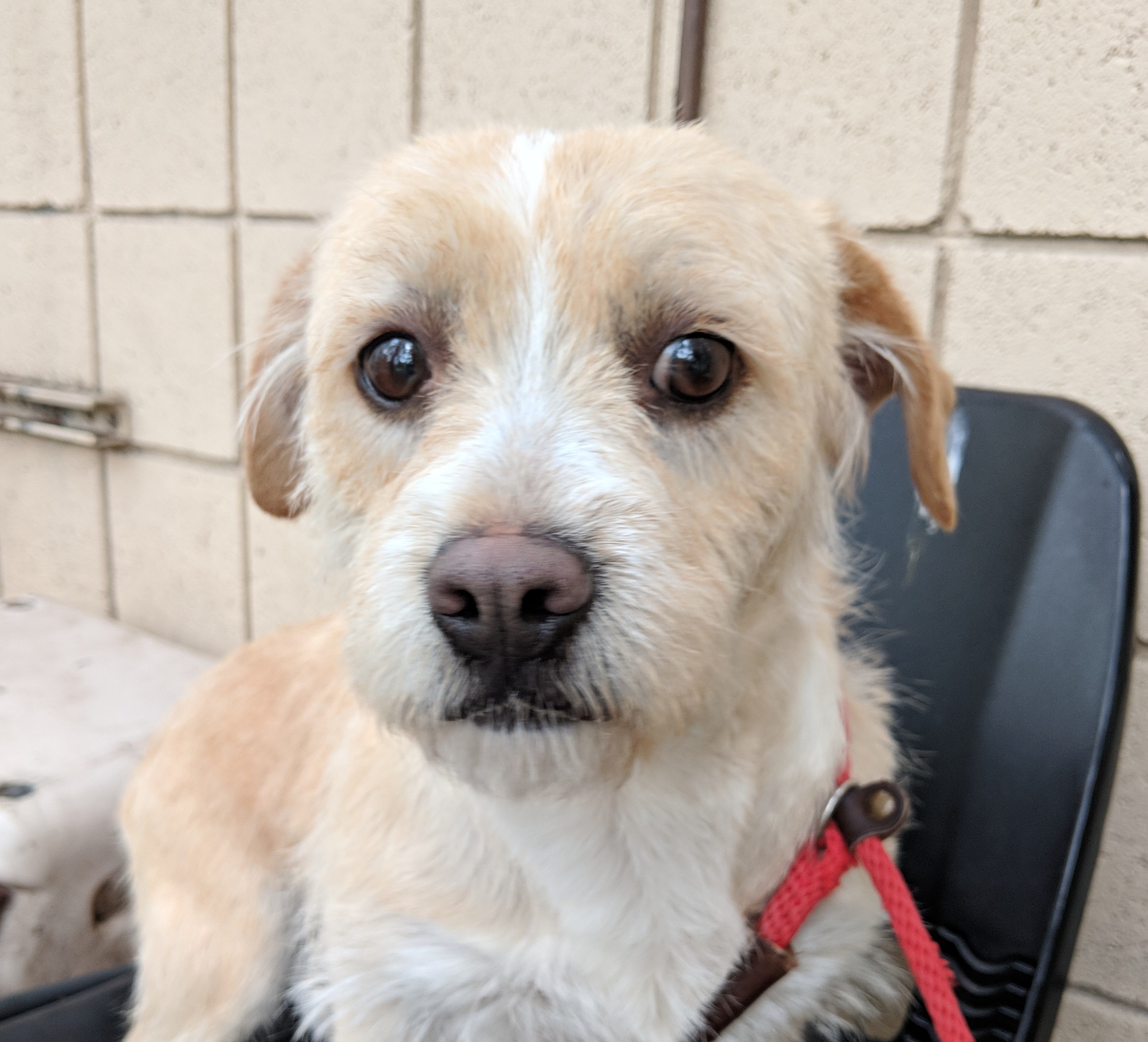 Tiegan from Saugerties Lost Pets of The Hudson Valley