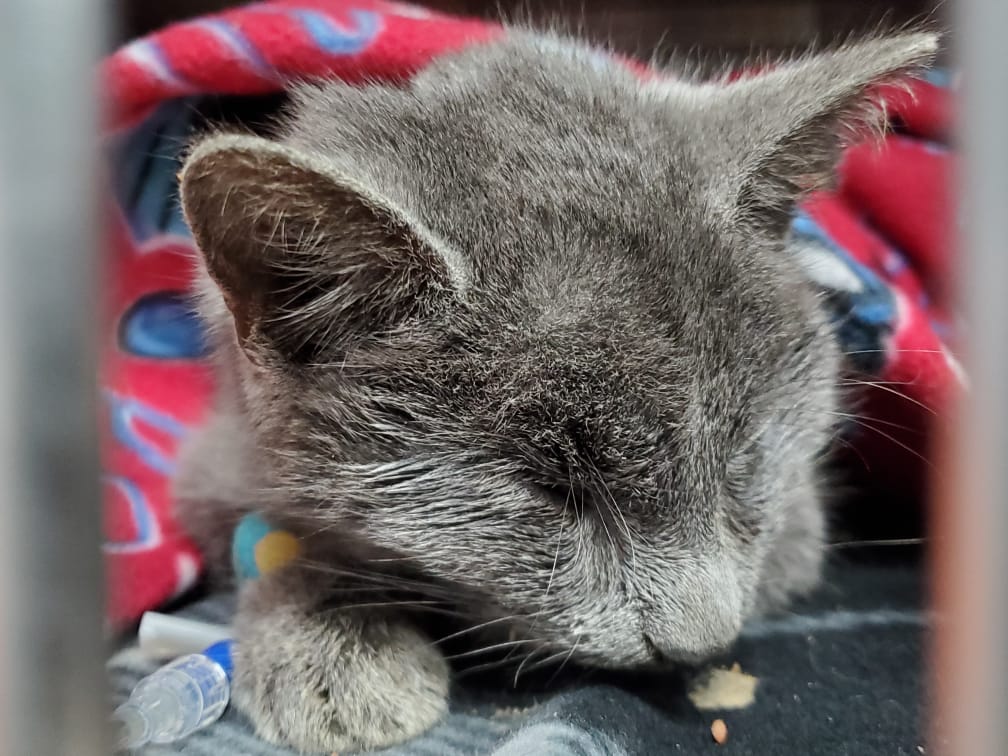 Found in Gardiner Lost Pets of The Hudson Valley