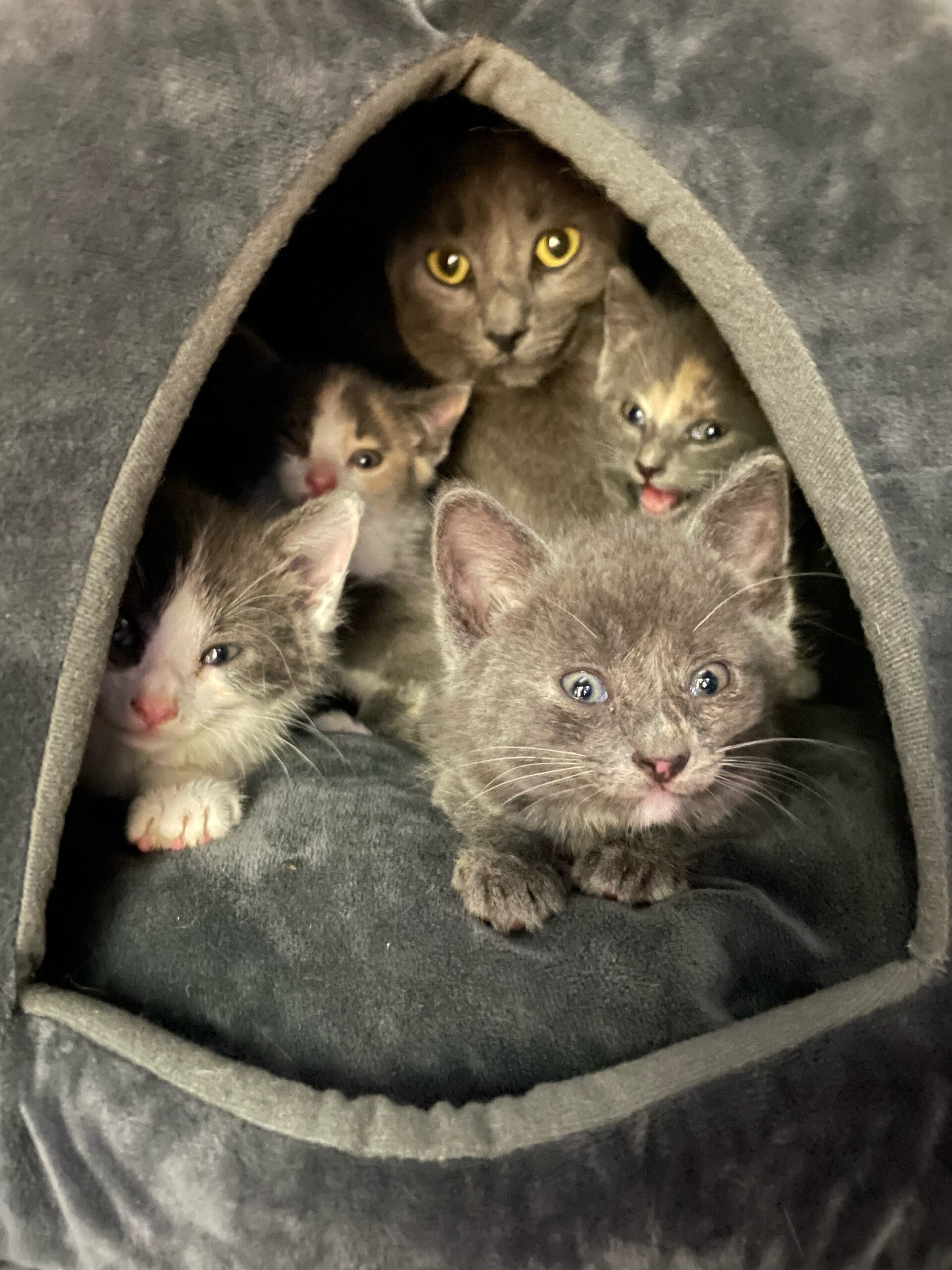 Found in Lake Katrine ( ️ Sponsored by Ulster Savings Bank) Lost Pets