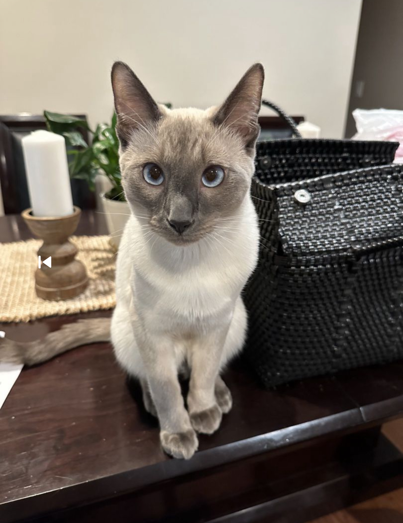 Loki from West Park ( ️ Sponsored by Ulster Savings Bank) Lost Pets of The Hudson Valley