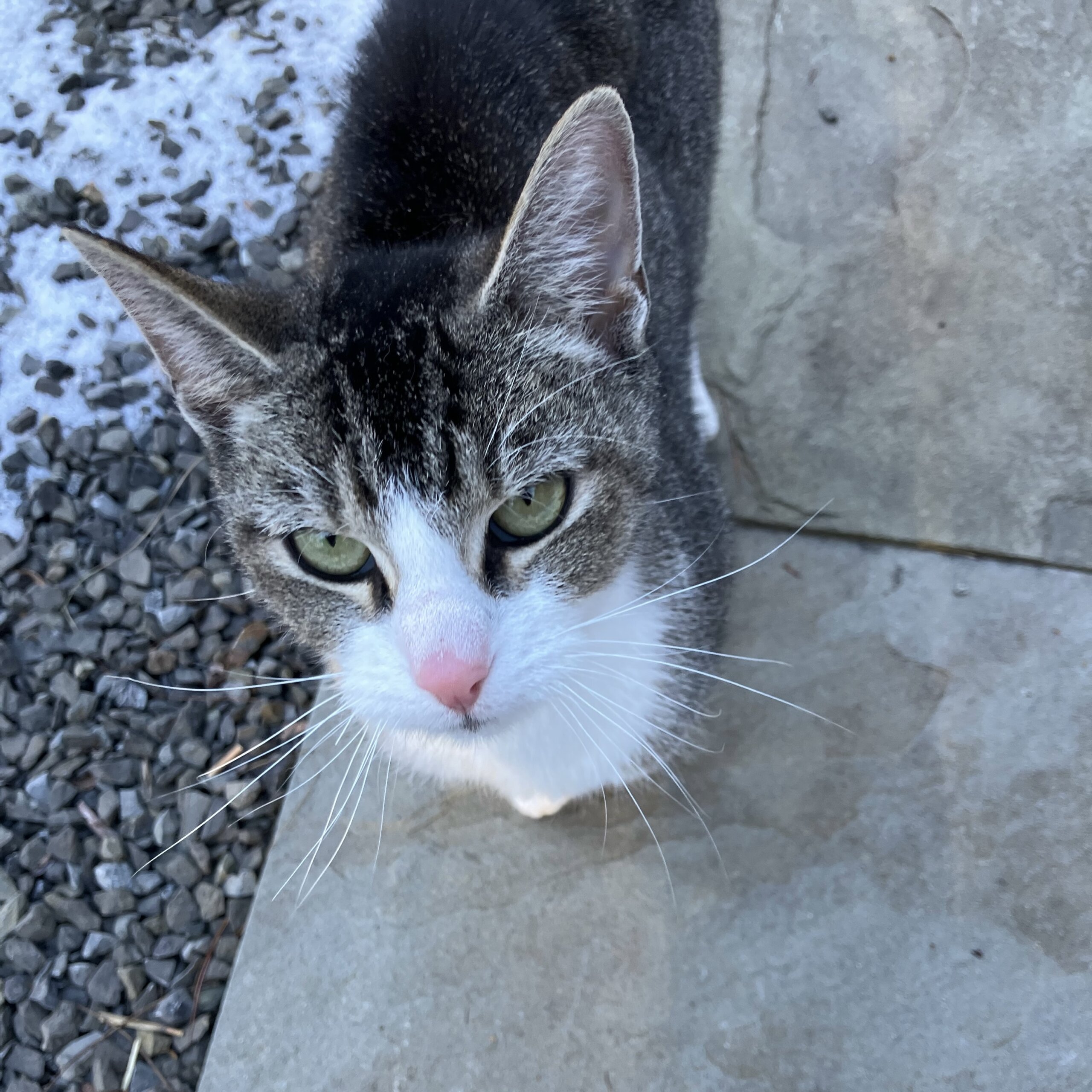 Found in Stone Ridge ( ️ Sponsored by Ulster Savings Bank) Lost Pets