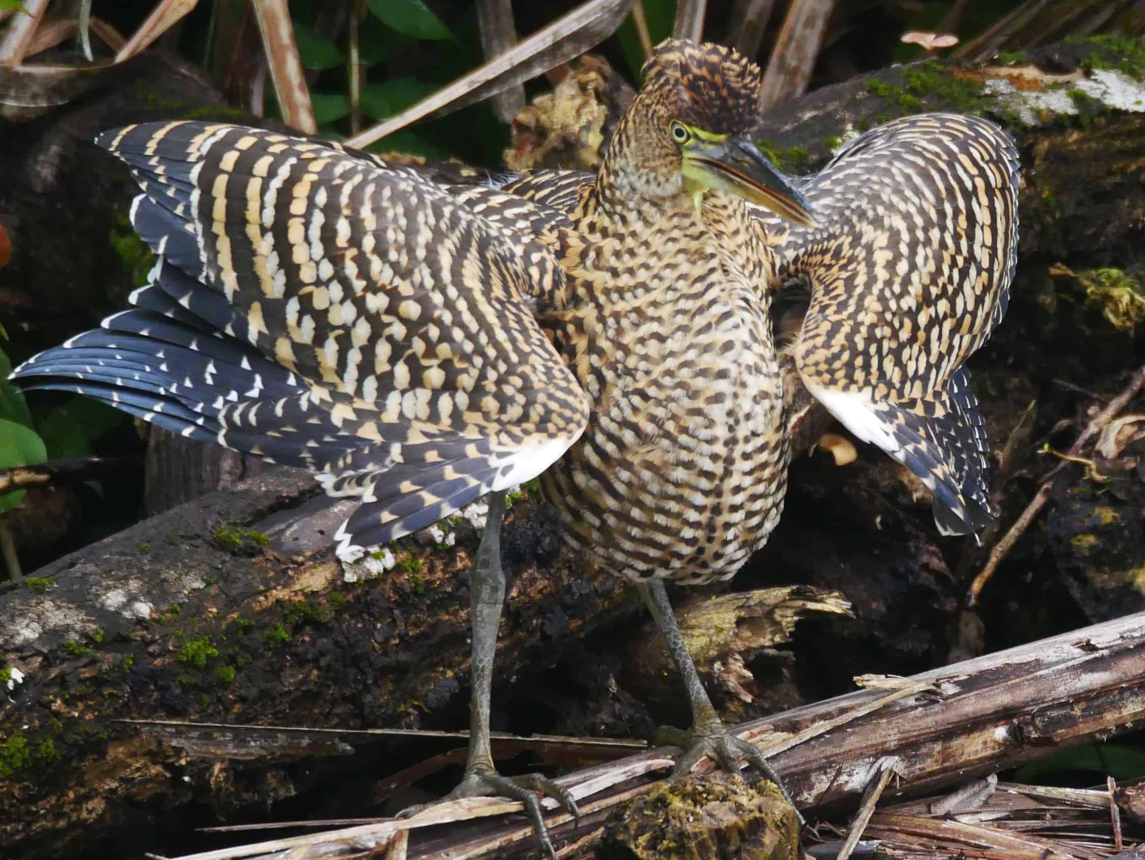 Birding and Nature in Costa Rica 2021