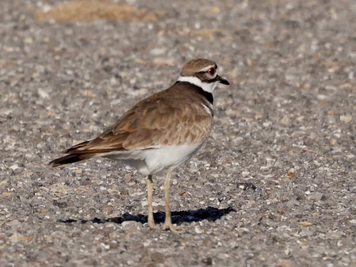 Killdeer on Sayer's Road, Bastrop TX Birding Hotspot