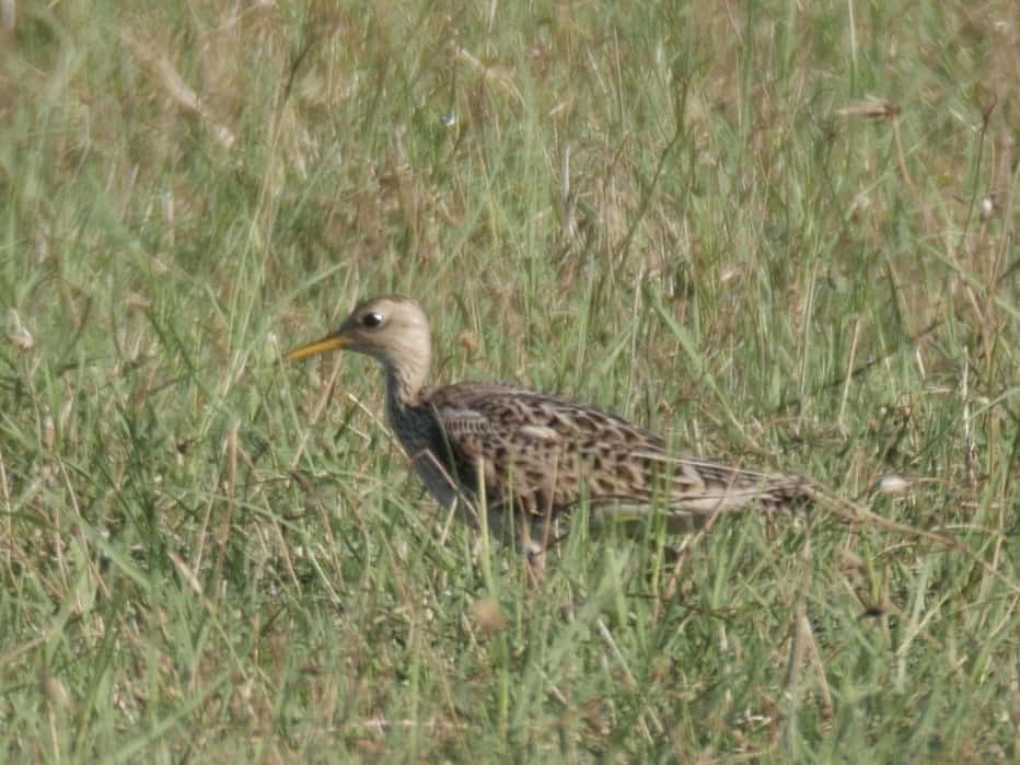 Upland Sandpiper  on Sayer's Road, Bastrop TX Birding Hotspot