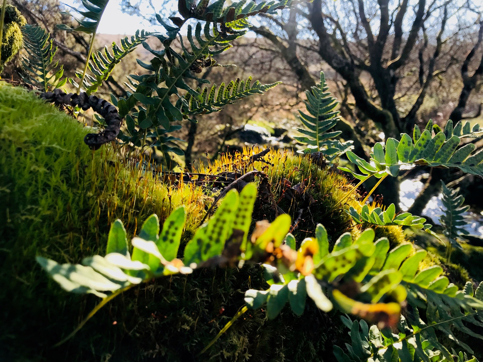 What is a temperate rainforest? Lost Rainforests of Britain