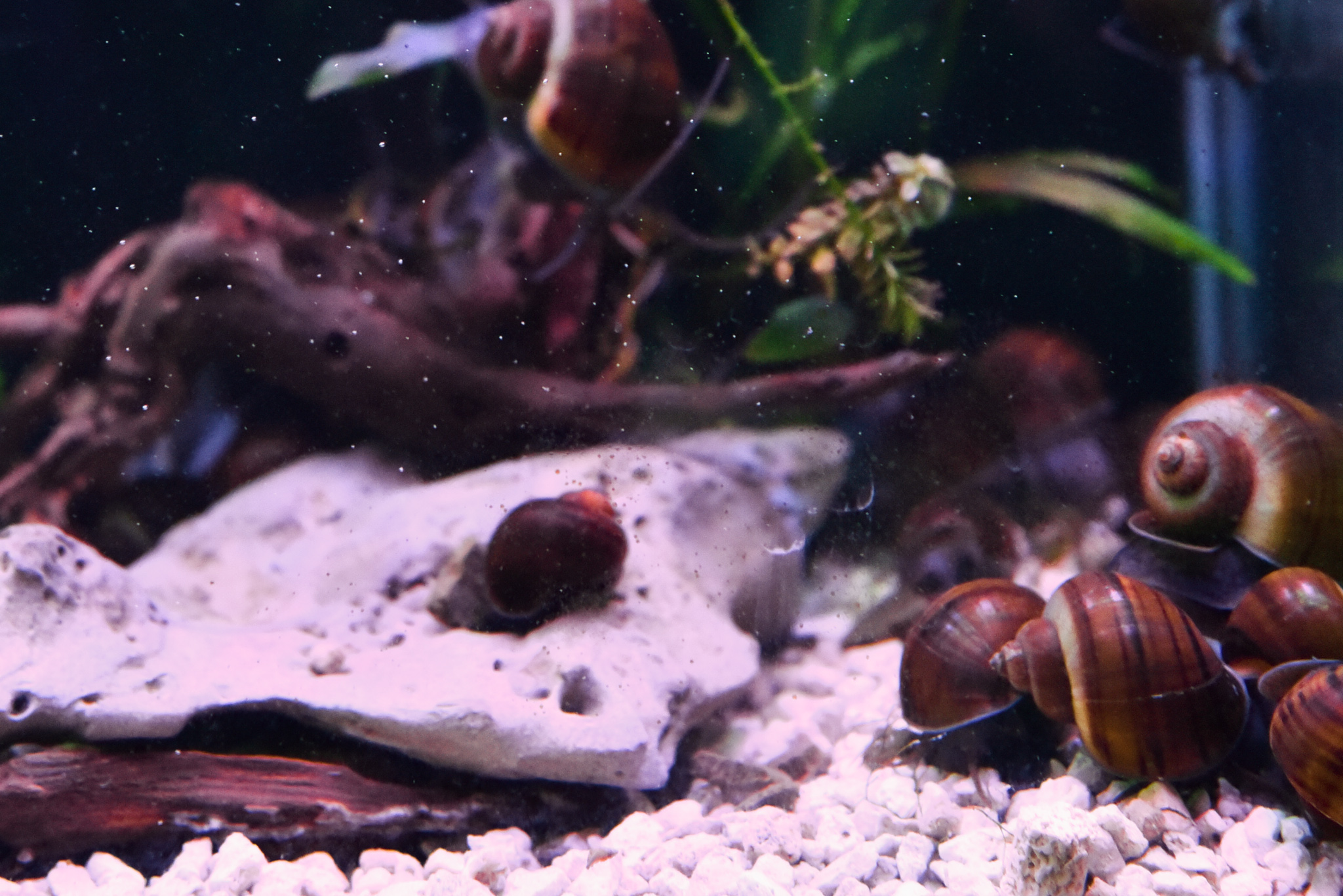 Mystery Snails Walnut Color
