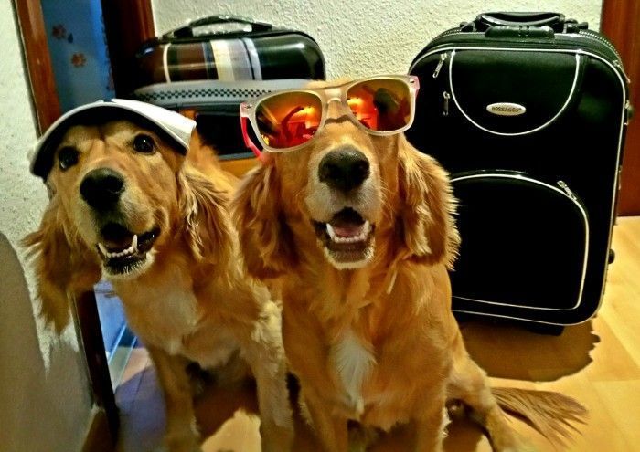 Los Mejores consejos para viajar con Mascotas Los Viajes de Domi