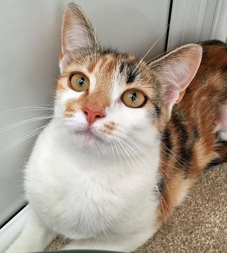 Jojo Lothian Cat Rescue
