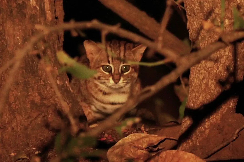 World's smallest cat the Rustyspotted cat Lotto the Cat