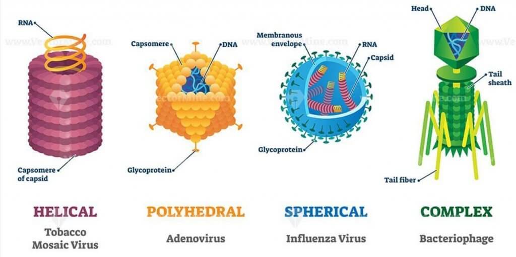 Difference between Virus and Bacteria UPSC