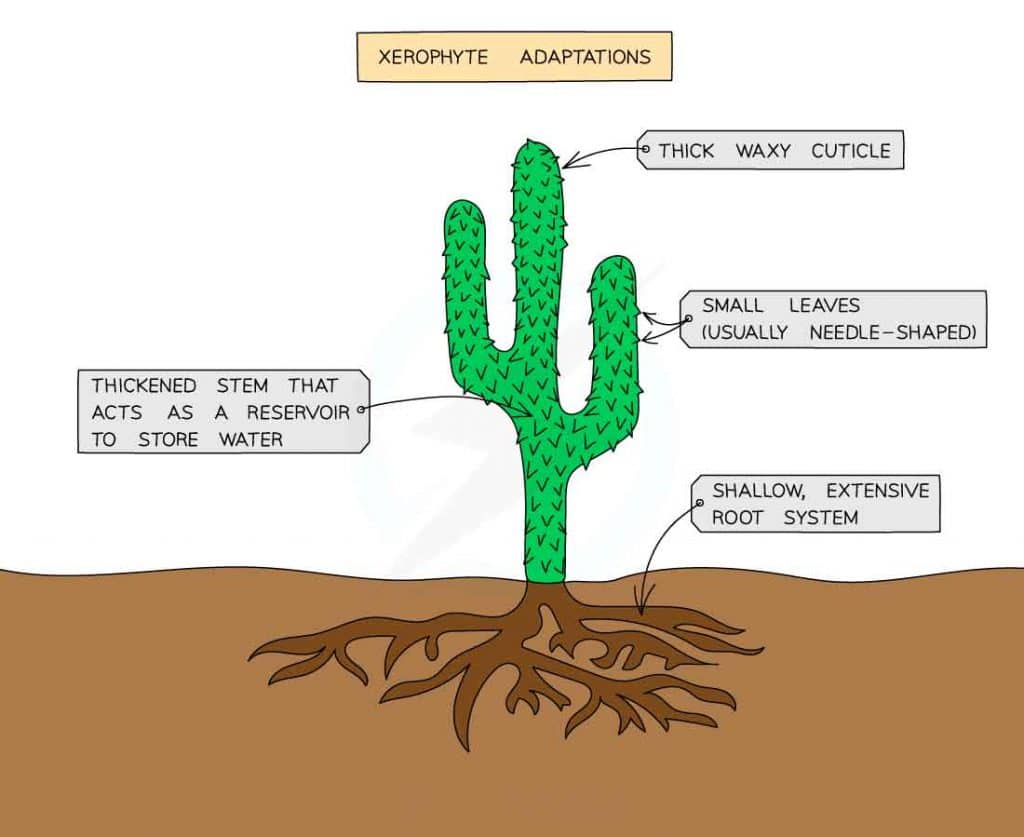 Q. Which of the following leaf modifications occur (s) in the desert