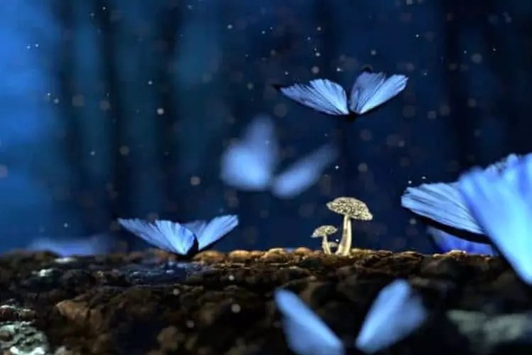 What is the Butterfly Effect? Definition, Origin and Example