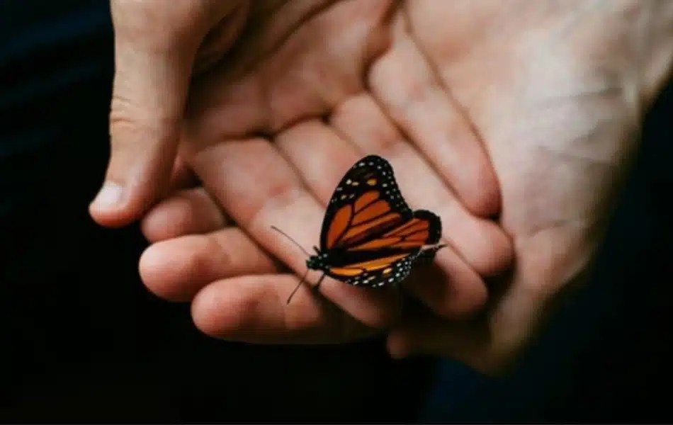 What is the Butterfly Effect? Definition, Origin and Example