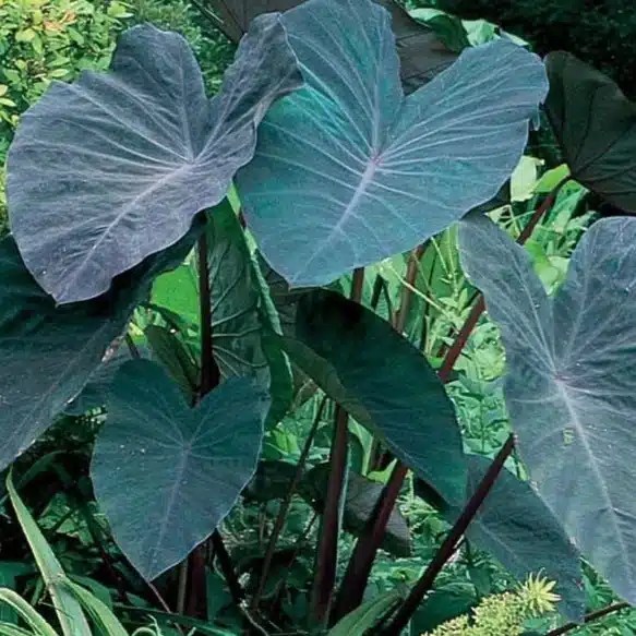 Elephant Ear Plants Care and Growing Guide LotusBuddhas