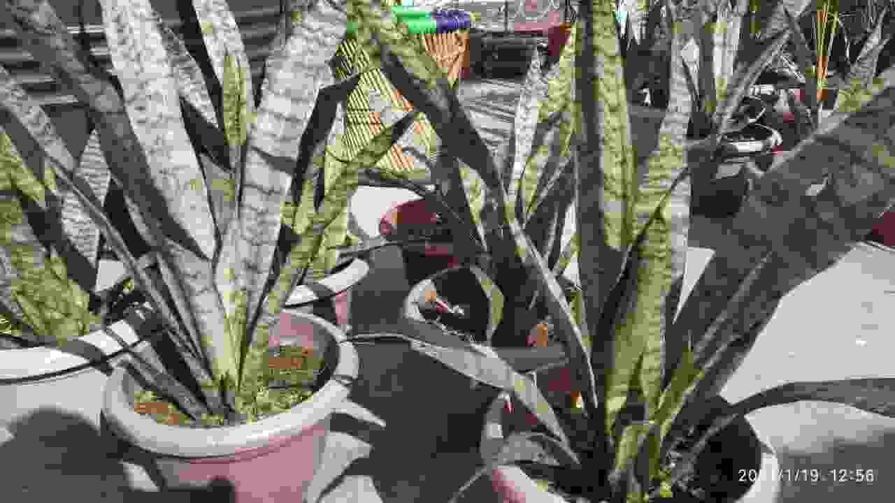 Snake Plant Spiritual Meaning, Magical Protection (Sansevieria)