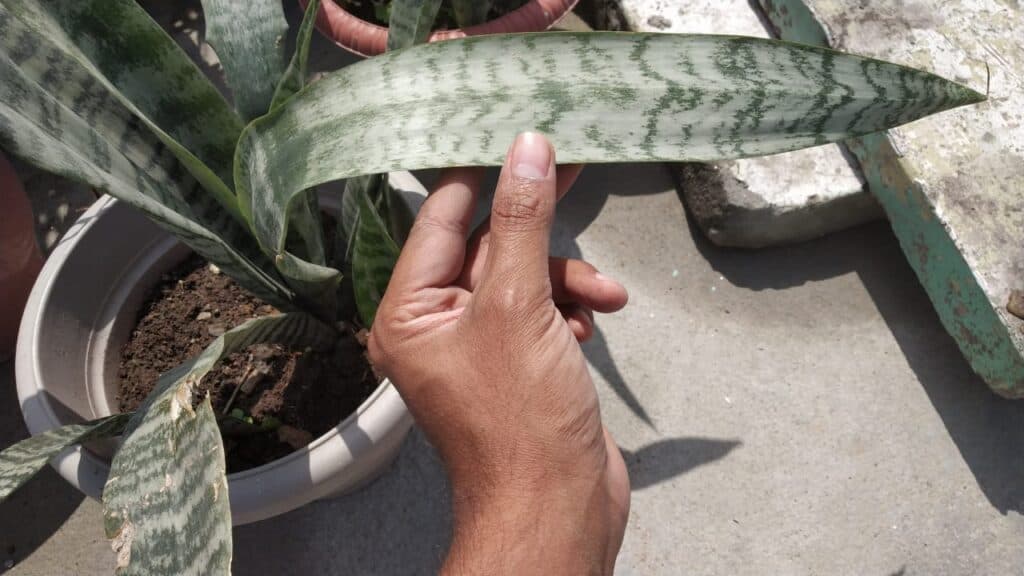 Snake Plant Leaves Bending Causes And Solutions (2024)