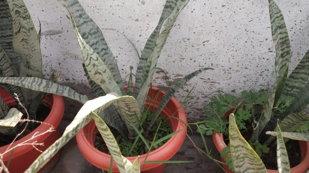 Snake Plant Leaves Bending Causes And Solutions (2024)