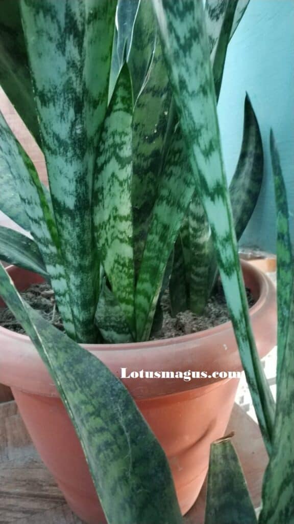 What Size Pot Do Snake Plants Need? (Best Sansevieria Planters)
