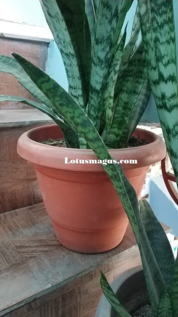 What Size Pot Do Snake Plants Need? (Best Sansevieria Planters)