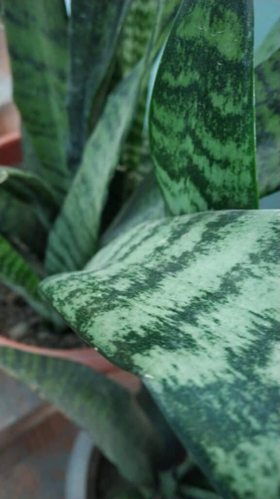 What Size Pot Do Snake Plants Need? (Best Sansevieria Planters)