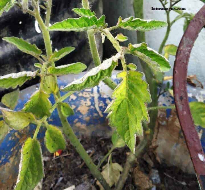 How to Fix Drooping Plants Guide(How to Revive)