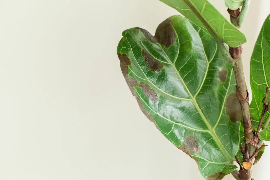 Fig Tree Leaves turning brown 10 Reasons & Solutions
