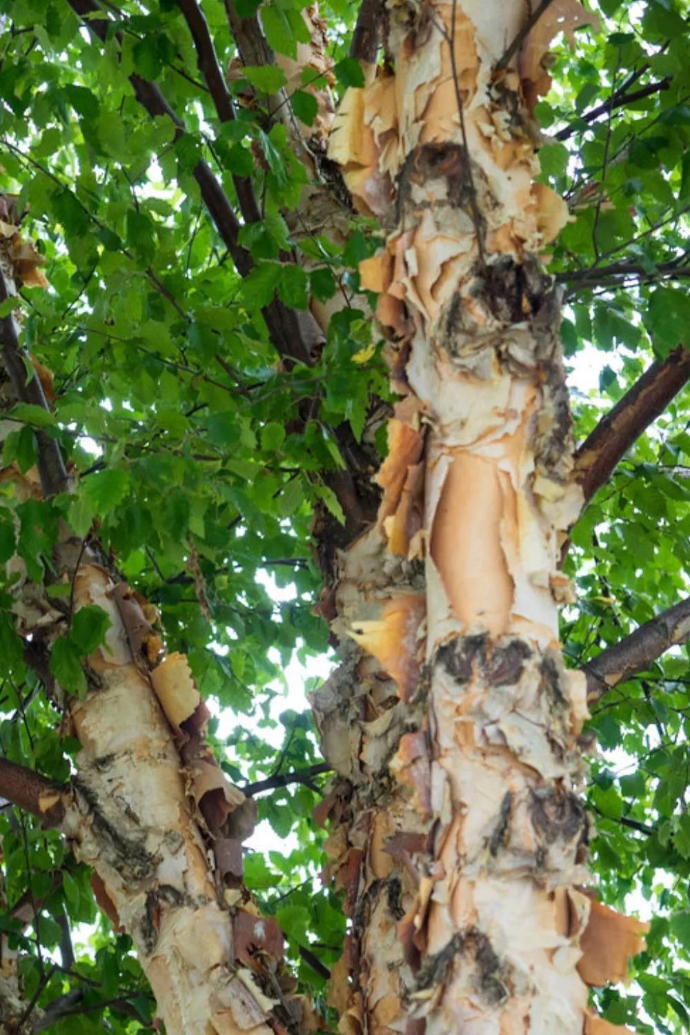 How to Keep a Birch Tree Small? Best Pruning Guide
