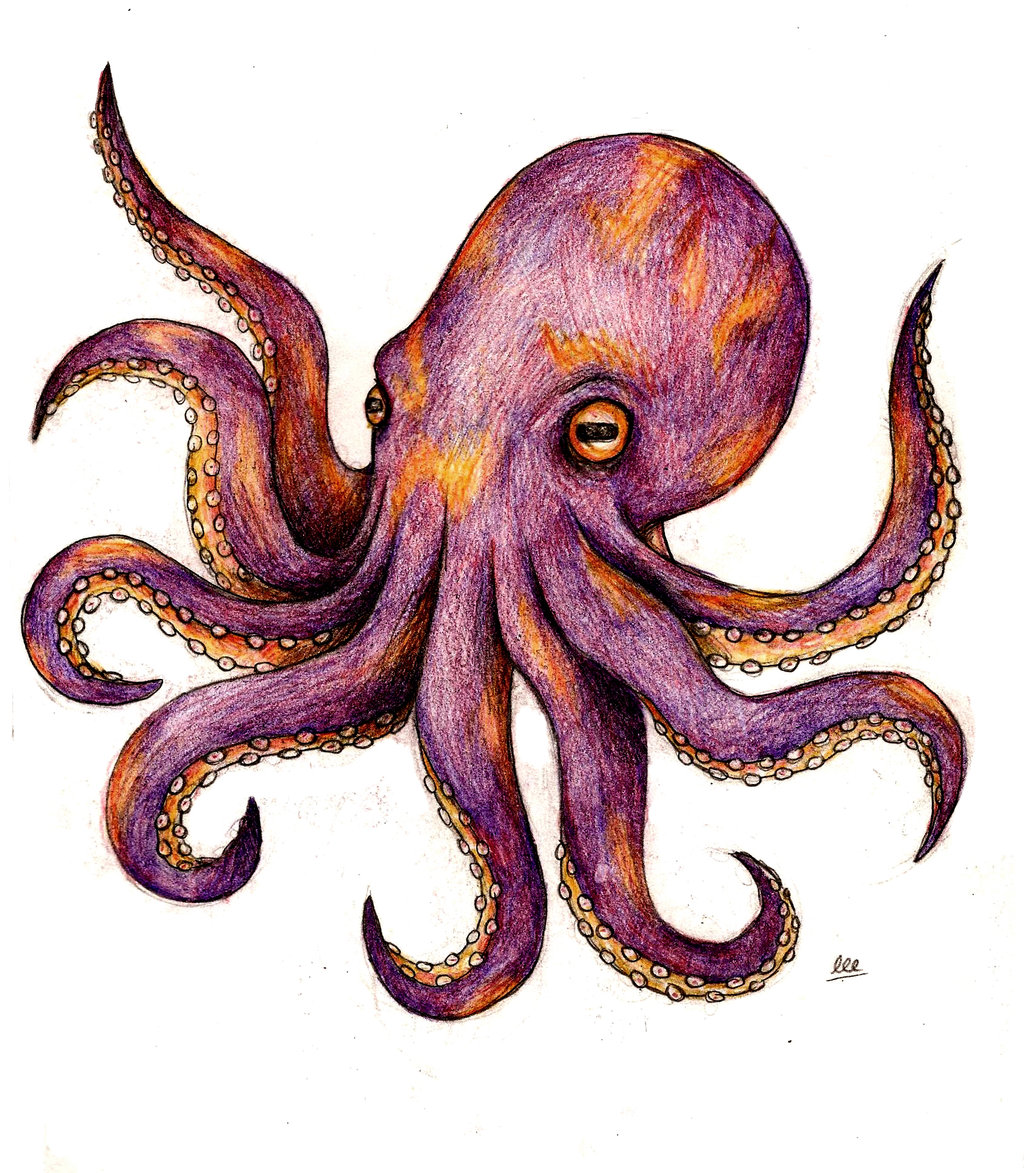 Next tattoo ideas on Pinterest Octopus Tattoos, Octopuses and Jellyfish