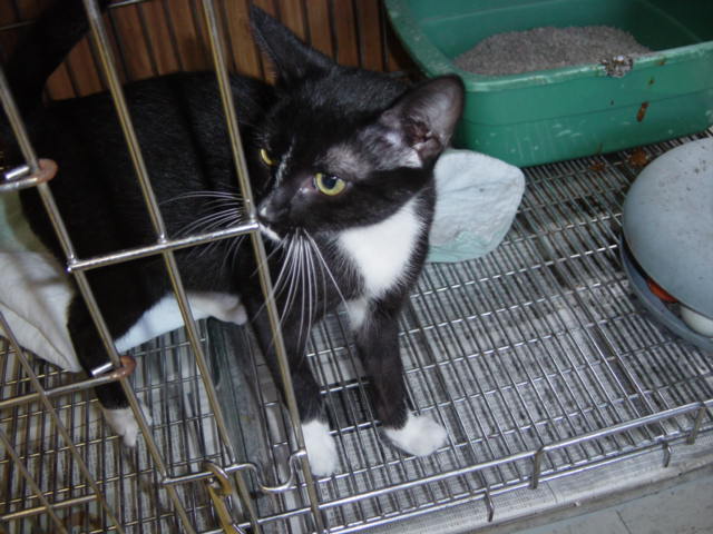 Loudon County Animal Shelter