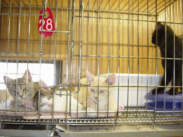 Loudon County Animal Shelter