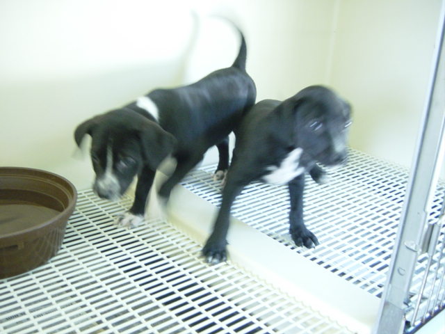 Loudon County Animal Shelter