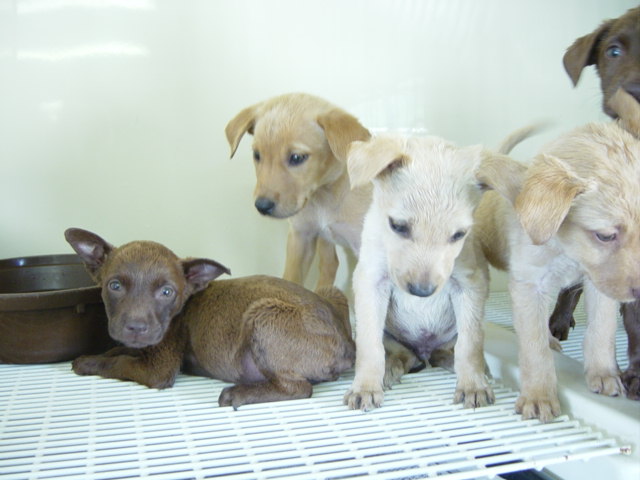 Loudon County Animal Shelter