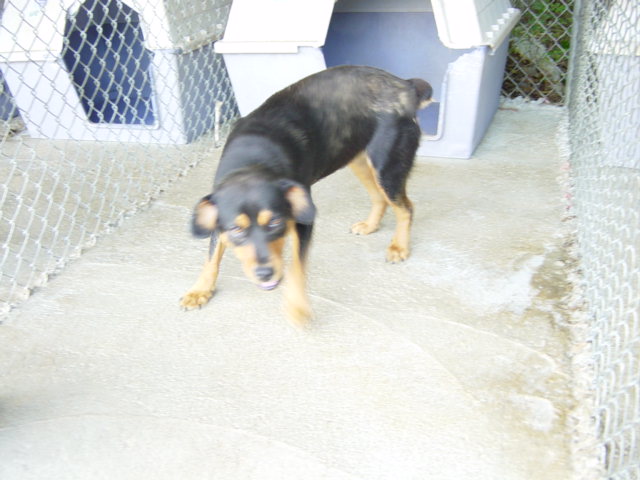 Loudon County Animal Shelter