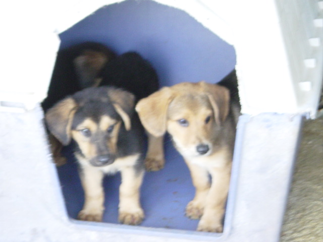 Loudon County Animal Shelter