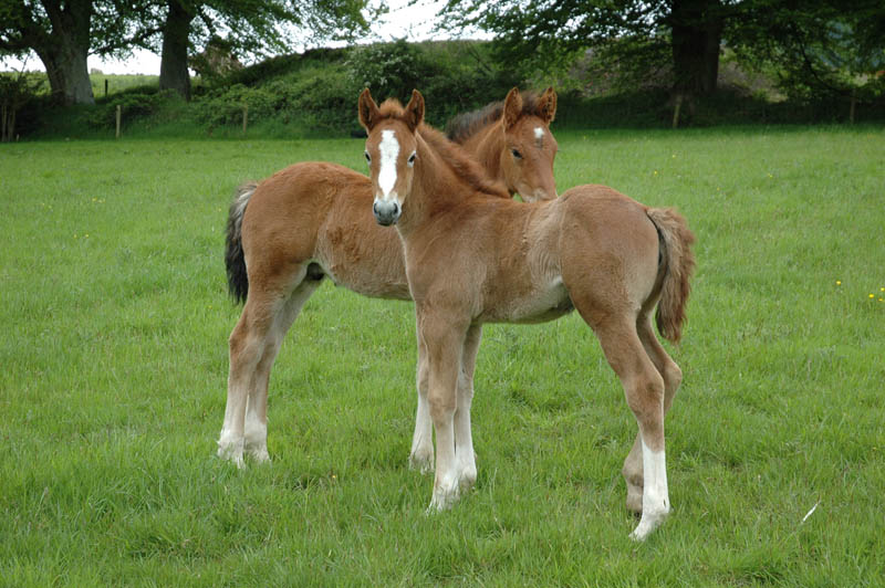 Irish Moiled Cattle B&B Westmeath Ireland Moile Lough House