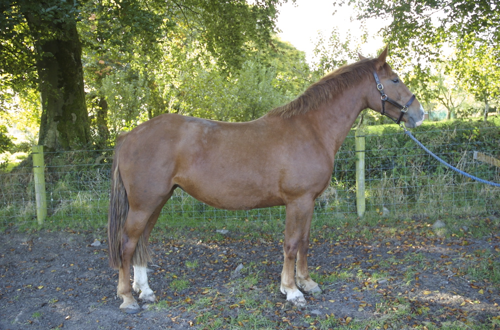 Irish Moiled Cattle B&B Westmeath Ireland Moile Lough House