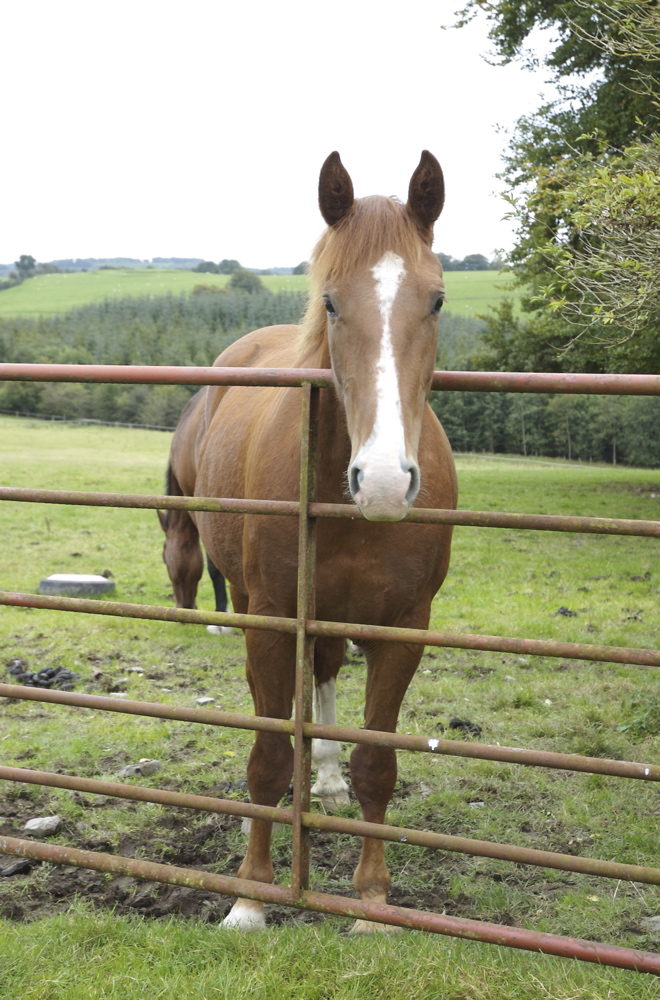 Irish Moiled Cattle B&B Westmeath Ireland Moile Lough House