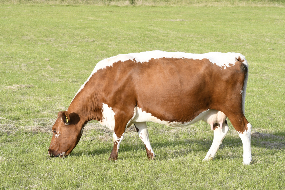 Irish Moiled Cattle B&B Westmeath Ireland Moile Lough House