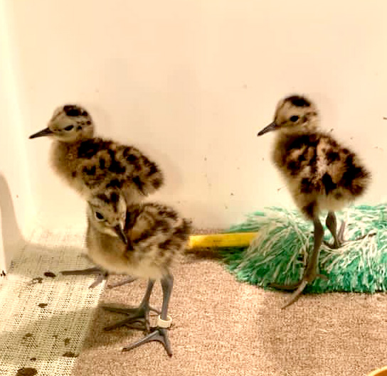 Interview with Siobhan Thompson Lough Neagh Landscape Partnership