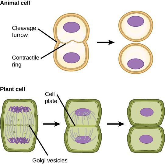Stages of Mitosis in Onion Root Cells Lab Manual for Biology 2e Part