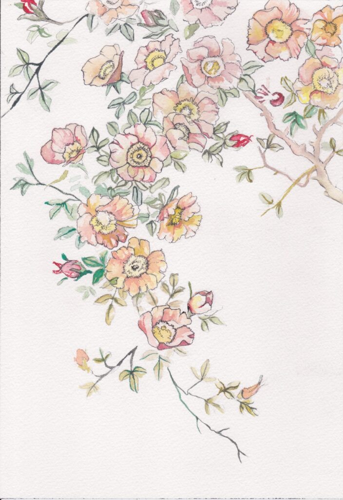 Louisa Borecki Nutritional Counseling and Eating Disorder Recovery