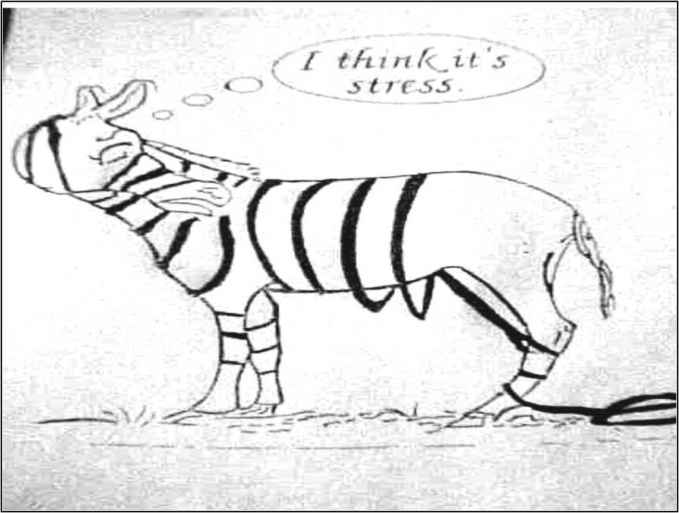 Zebra Losing Stripes Because of Stress Psychologist in Montreal