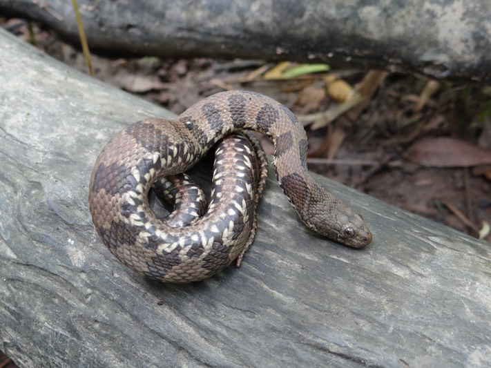 Brown Watersnake Brad Glorioso’s Personal site Amphibians and Reptiles of Louisiana